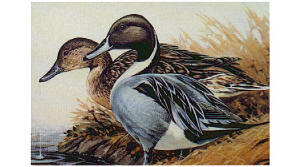 1982 Wisconsin Duck Stamp by William J Koelpin